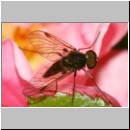 Chrysopilus erythrophthalmus - Schnepfenfliege 04.jpg